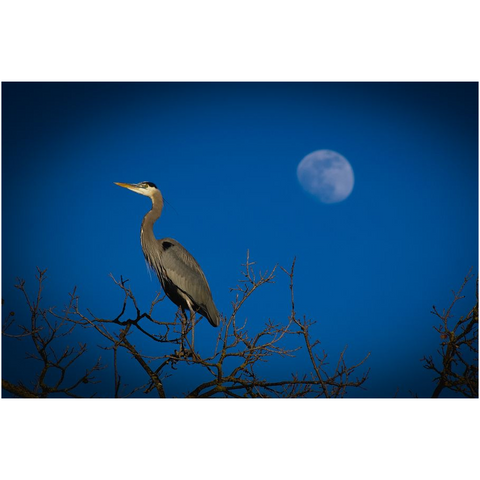 Blue Heron on a Blue Moon