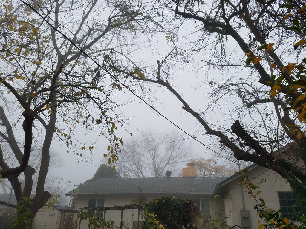 Winter Solstice