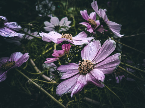 Photography Prints