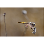 Dragonfly I