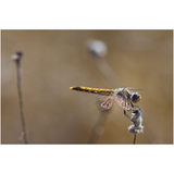 Dragonfly I
