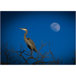 Blue Heron on a Blue Moon