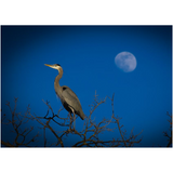 Blue Heron on a Blue Moon