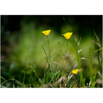 California Poppies