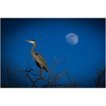 Blue Heron on a Blue Moon