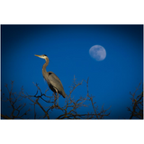 Blue Heron on a Blue Moon