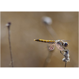 Dragonfly I