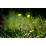 California Poppies