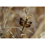 Dragonfly II