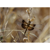 Dragonfly II