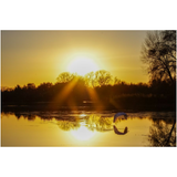 Egret at Sunset