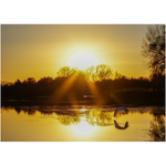 Egret at Sunset