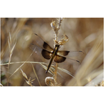 Dragonfly II